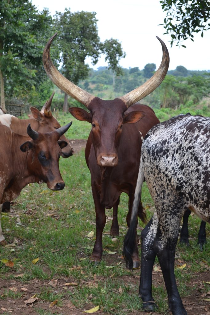 Brown cattle with large horns