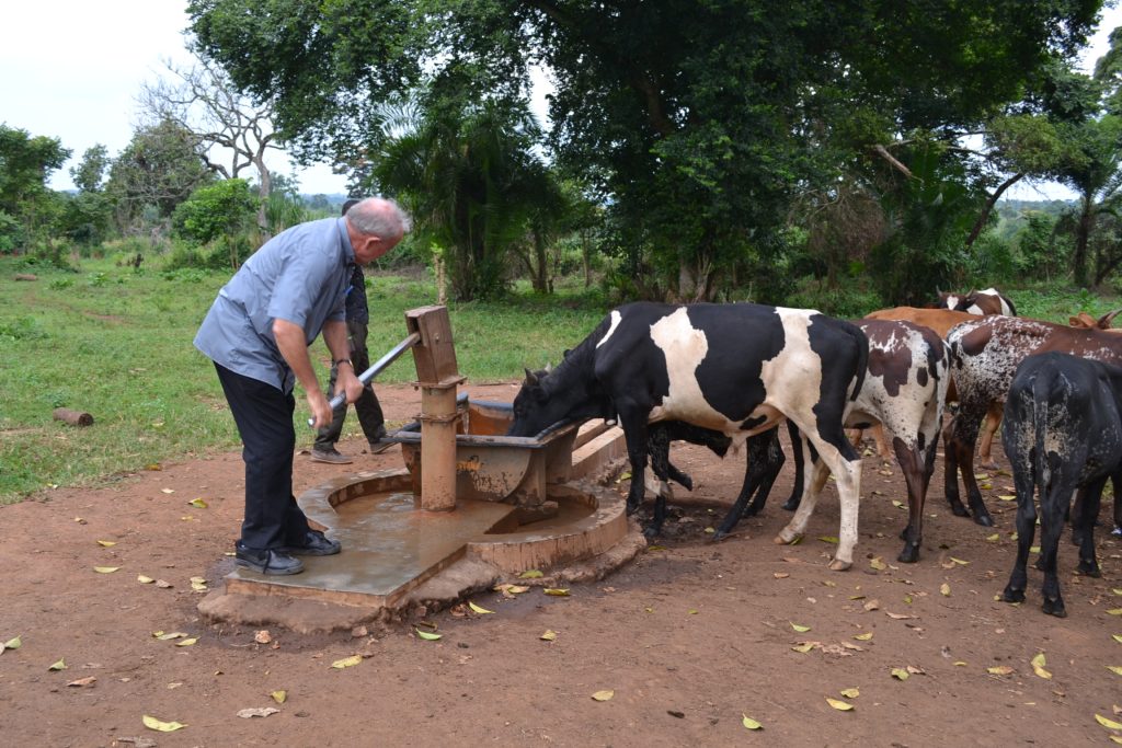 man in blue shirt pumps well to provide water for cattle