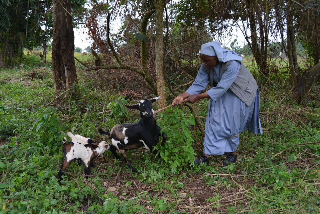 woman in blue in tug of war with mother goat and two kids